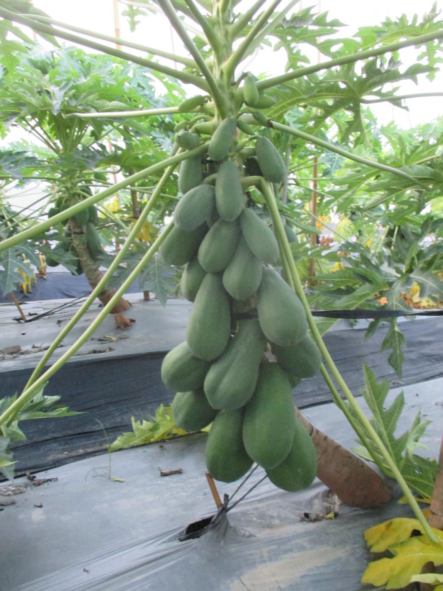A big fruit plant of F2 is tolerant of papaya ring spot disease.