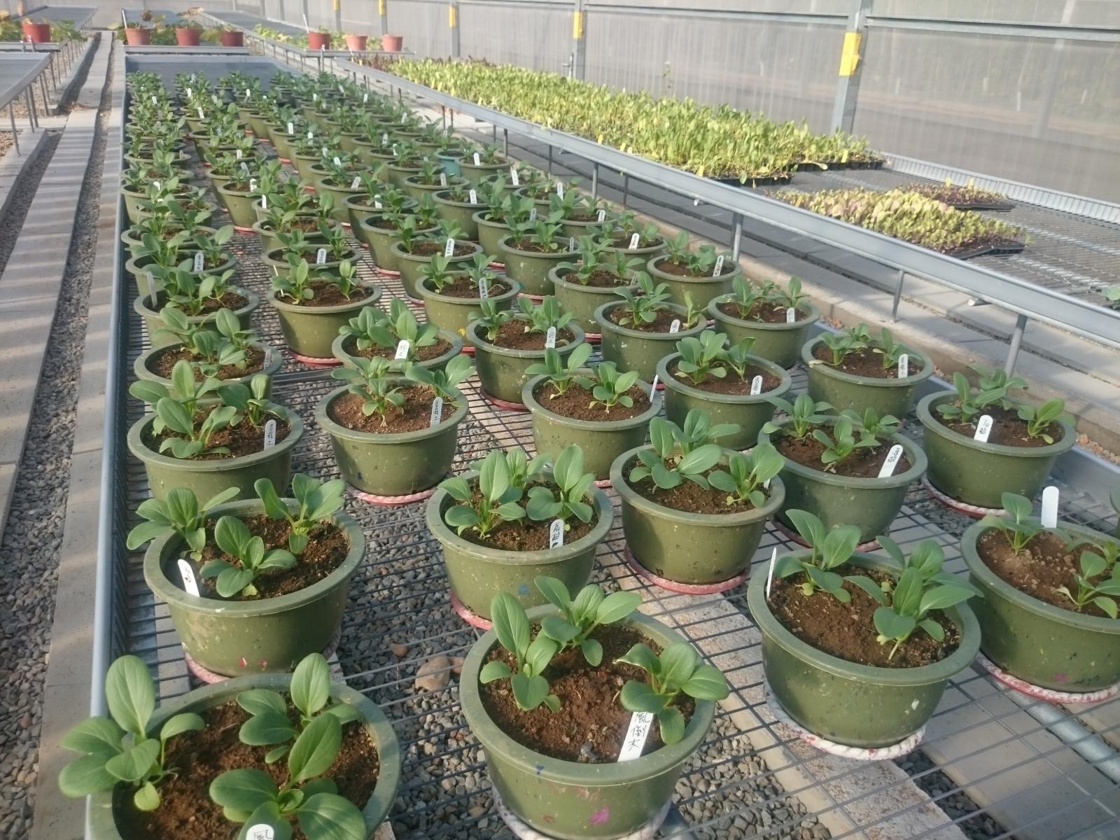 The cultivation experiment of Chinese cabbage in pots was carried out by mixing soil with different sources of biochar materials.