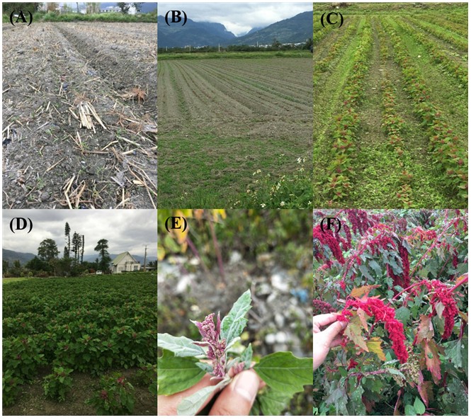Figure2. The growth in field sowing with pelleted seeds of Chenopodium formosanum. Emergence of seedlings from pelleted seeds (A), 8 days after sowing, plant high about 5 cm (B), 10 days after sowing, plant high about 13 cm (C), 40 days after sowing, plant high about 40 cm (D), heading stage (E), The head is ripe and ready to be harvested ( (F).