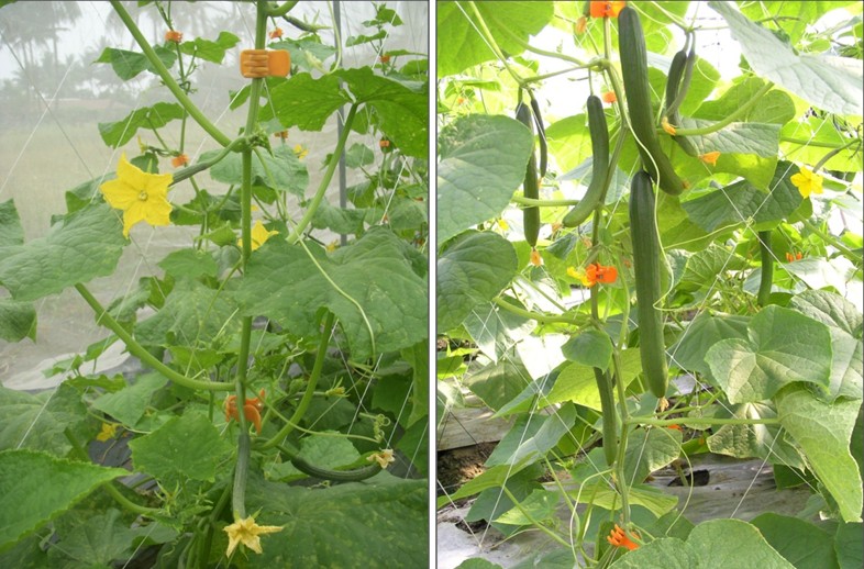 Fig. 2. Breeding parthenocarpic, high quality and high yield F1 hybrid varieties of cucumber.