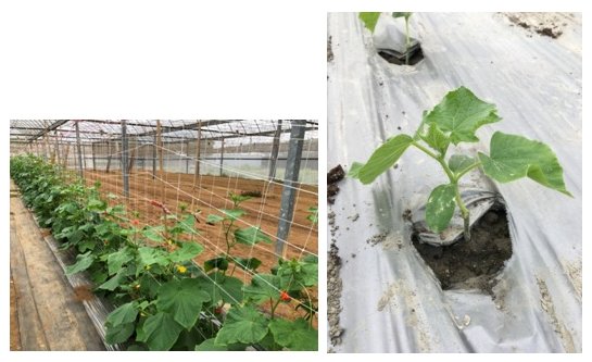 Experiments of compatibility test of rootstocks of cucumber in Taichung (Left) and Pintung (Right).