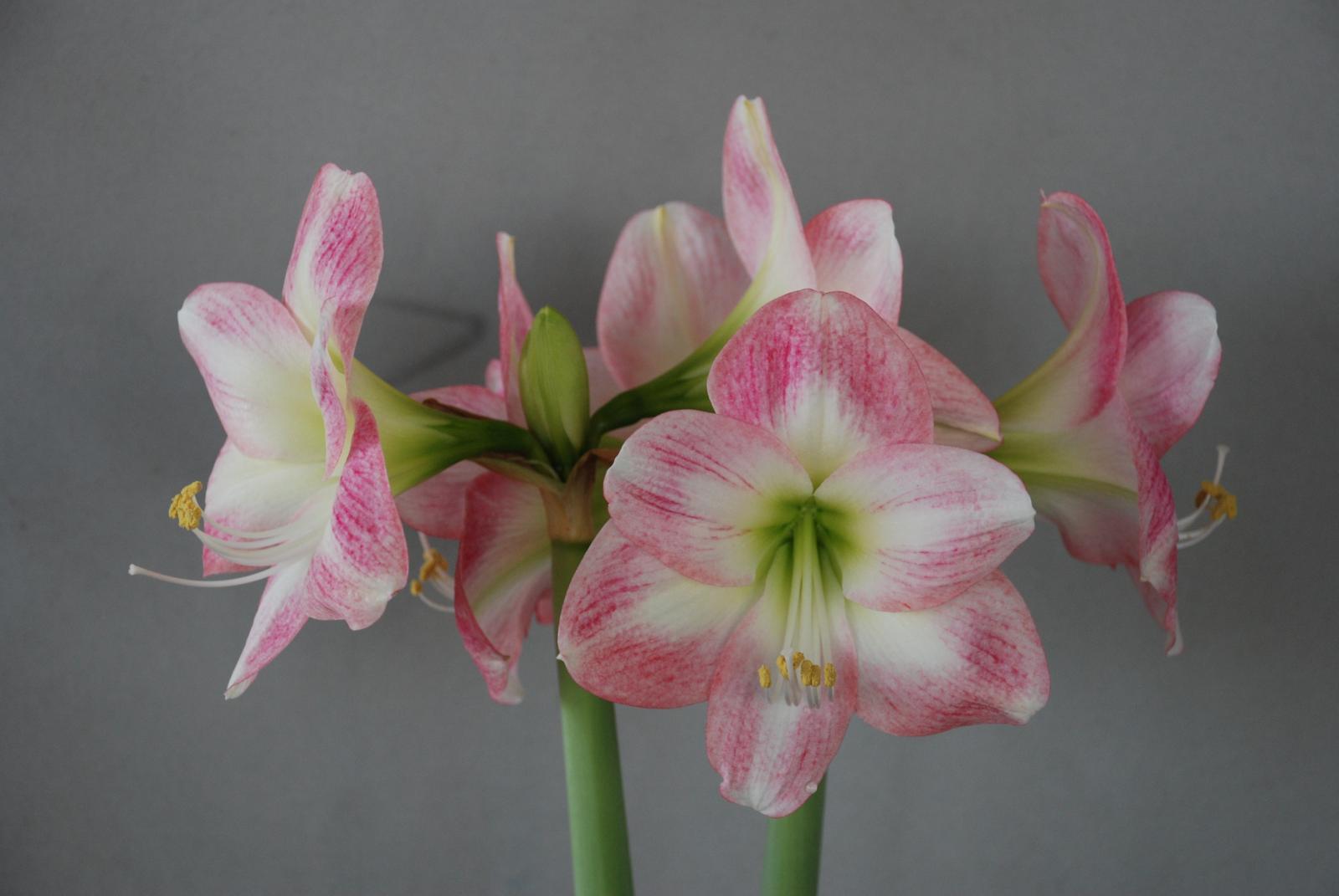 Fig. 1. Potential progeny H1071002 of amaryllis were selected as a single-flowered type in 2018.
