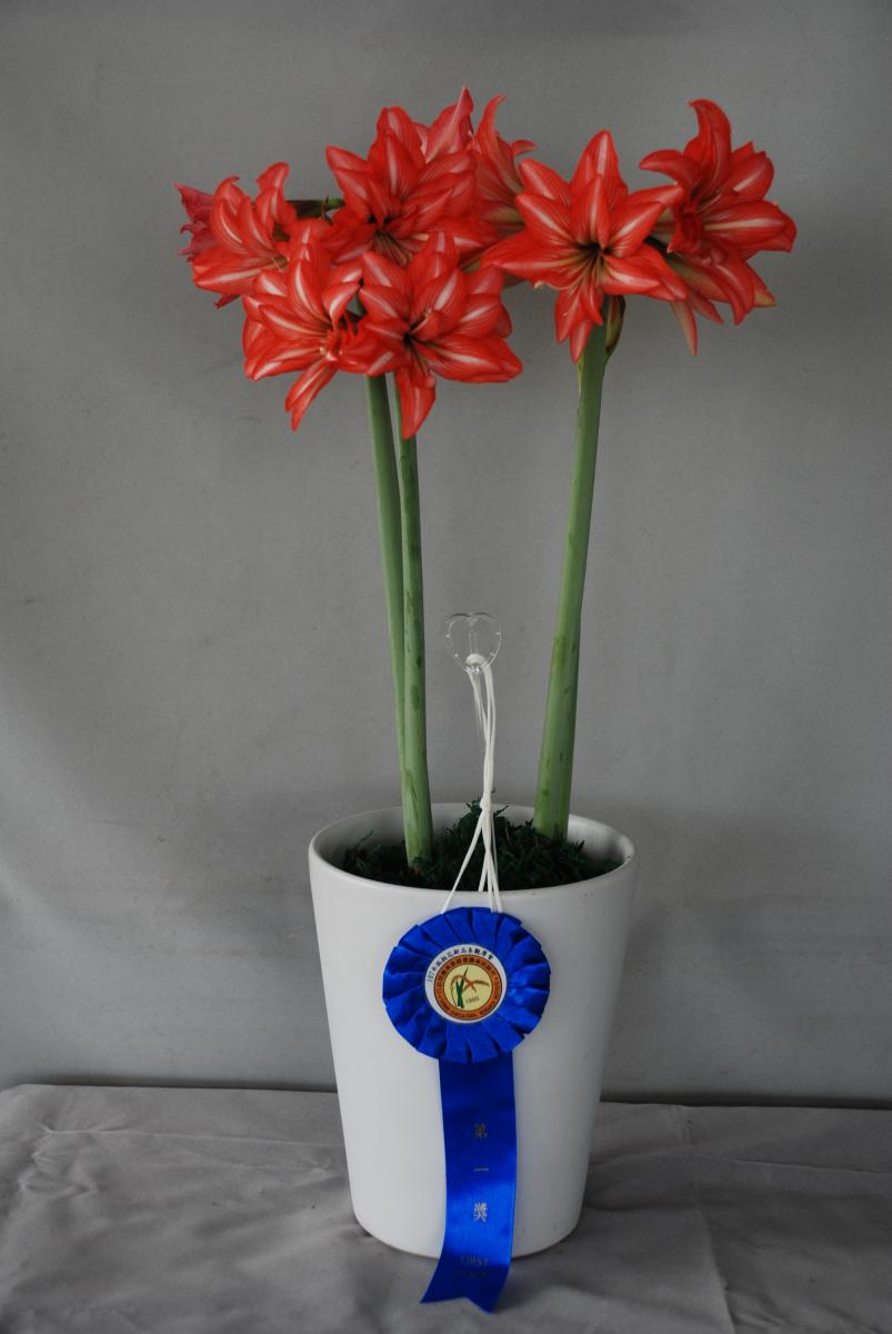 Fig. 2. Potential progeny H912005 were selected to participate in the “New Varieties and Lines of Amaryllis in 2018” competition and won the overall championship.