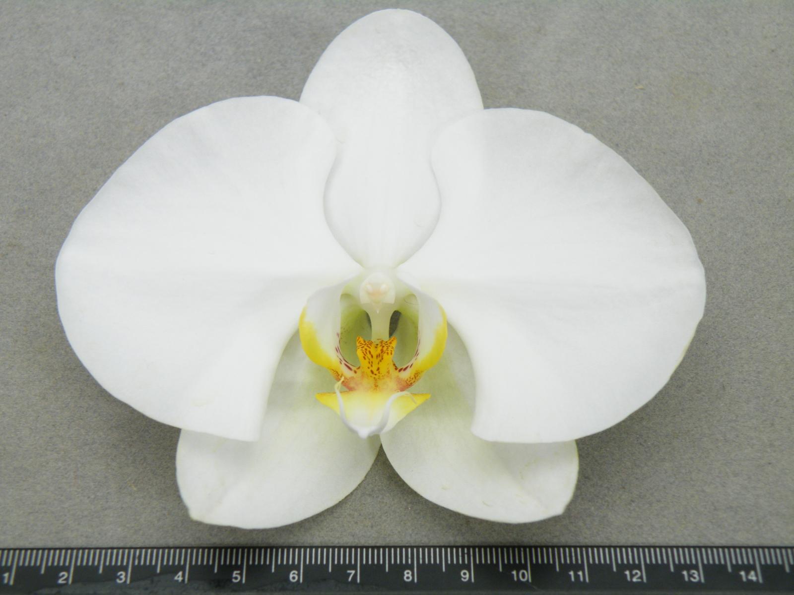 Fig. 1. TSIPS has executed DUS tests of phalaenopsis ‘SN128’.(This variety has been granted.)