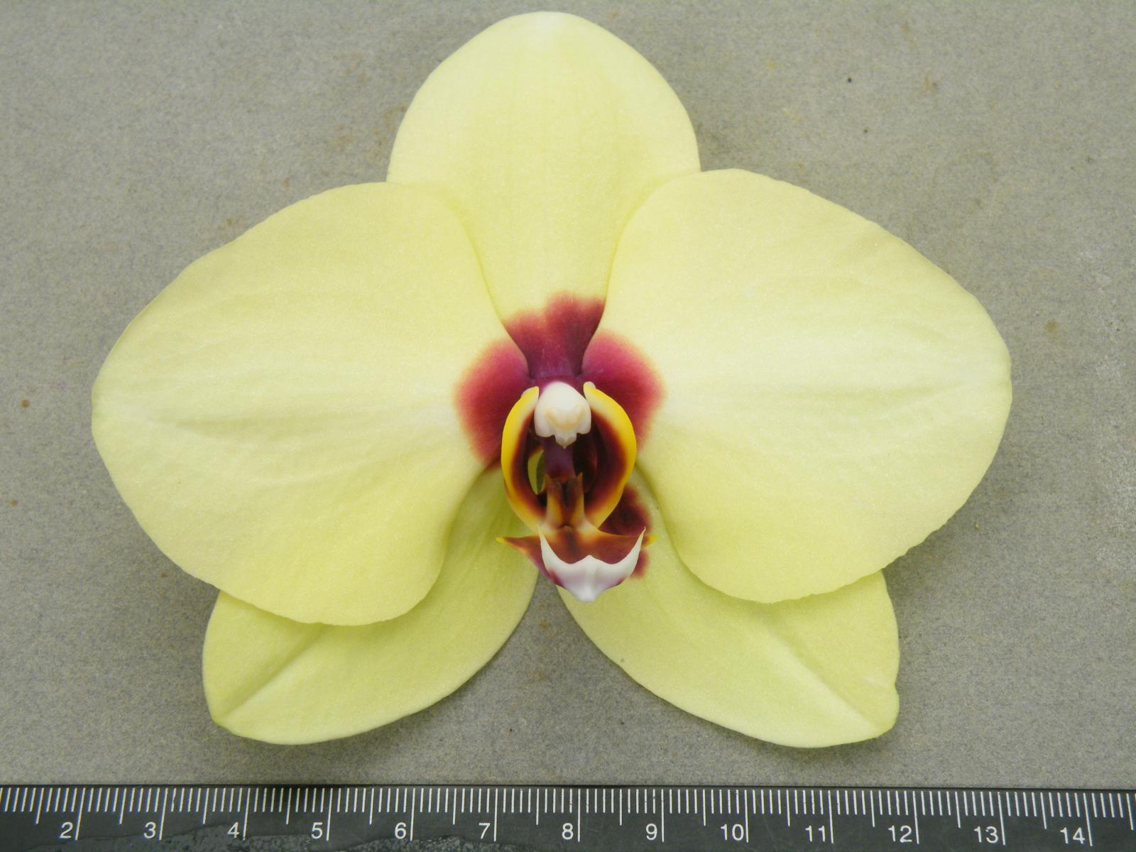 Fig. 3. TSIPS has executed DUS tests of Phalaenopsis ‘Yellow Jade’ (This variety has been granted.)
