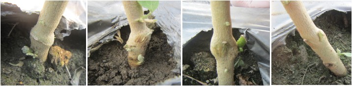 Fig. 2. Four disease-resistant eggplant rootstocks were grafted with Kaohsiung No. 2 for grafting compatibility test.