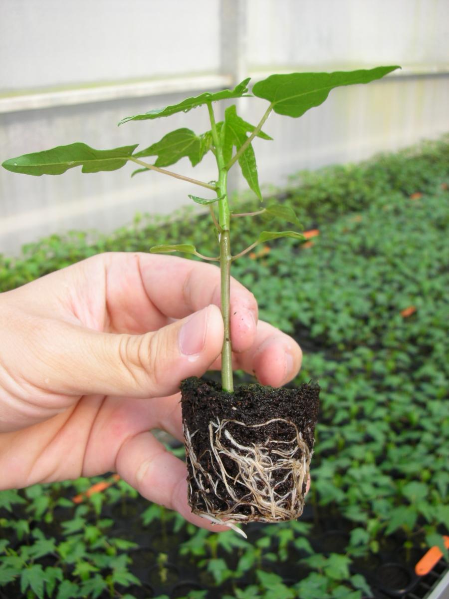 Papaya seedlings have a strong root system, but their appearance cannot  be determined sex.