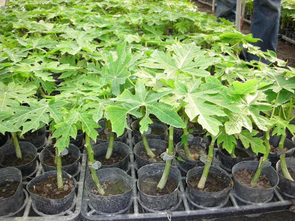 The papaya grafted seedlings retain the maternal characteristics and ensure that the plants are sexual strain and the plants are strong.