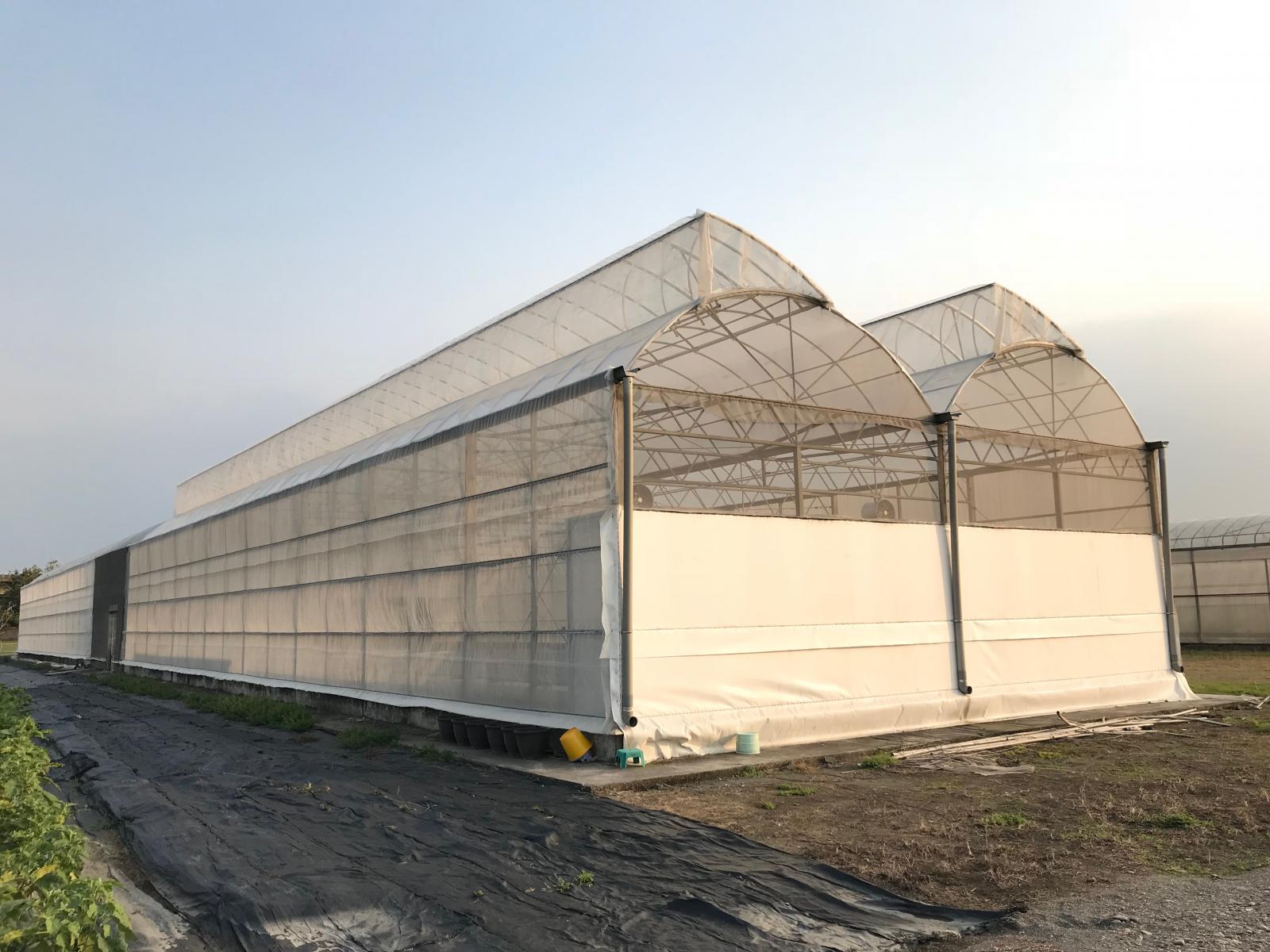 Reproduction papaya efficient isolation greenhouse.