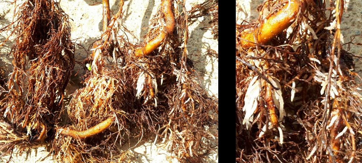 The root system of the oil tea seedling still develop after transplanting to the biodegradable plastic cone-tainer (the formation of new root occurs in about one month).