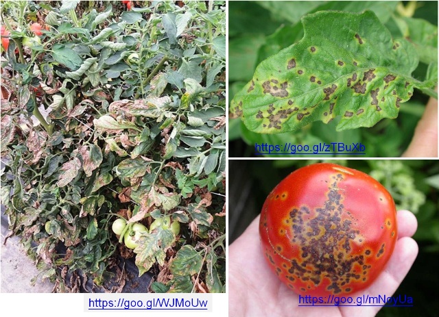 Fig. 1. Tomato Bacterial Spot is caused by the bacterium Xanthomonas spp. It can be transmitted by animals, humans, insects, agricultural tools, soil particles, water pollution, and so on. When on the high-humidity environment with a temperature of 24-30 °C, tomato is the most susceptible to this disease, which damages plants and fruits, and affects fruit quality and yield in some severe cases.