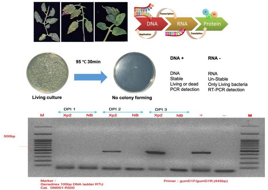 Determinant RNA detection of Bacterial spot of Tomato