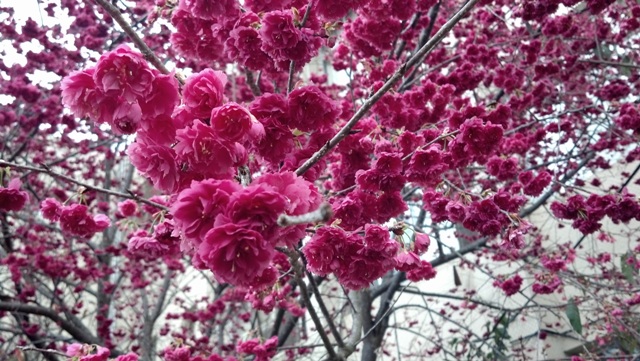 The blossom of cherry tree in TSIPS.