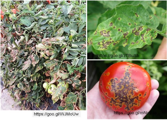 Fig. 1. Tomato Bacterial Spot is caused by the bacteria Xanthomonas spp. It can be transmitted by animals, humans, insects, agricultural tools, soil particles, water pollution, and so on. When growing in the high-humidity environment with a temperature of 24-30 °C, tomato is the most susceptible to this disease, which damages plants and fruits, and affects fruit quality and yield in some severe cases.