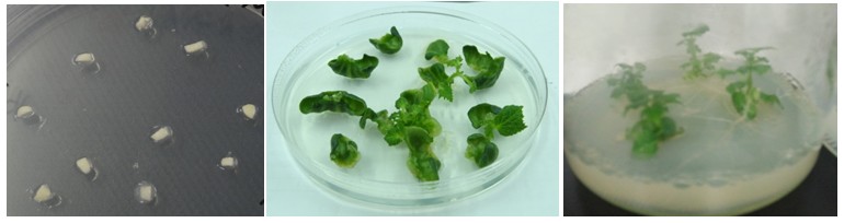 Agrobacterium-mediated transformation of melon plants.