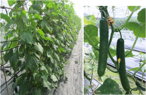 Breeding of parthenocarpy, high quality and yield for F1 hybrid varieties of cucumber.