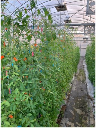 Breeding for disease-resistance in tomato.