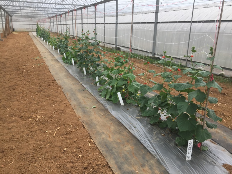Experiments of compatibility test of rootstocks of cucumber in Taichung.