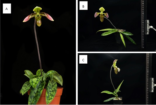 GA could promote Paph. appletonianum flowering earlier but the flowers stalks were thin and curved (A), and the plant also elongated. When BA (B) or TDZ (C) added, side effect of plant elongation reduced.