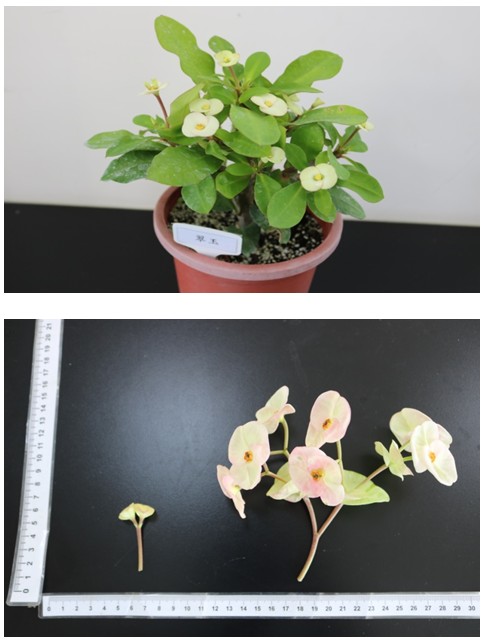 Fig 2. Crown of Thorns are ornamental potted flowers, with a wide variety of flowers, and flowering for many years, representing the rich and happy, with the new essence of new varieties of unicorn flowers to help the variety protection and enhance the competitiveness of the seedling industry.