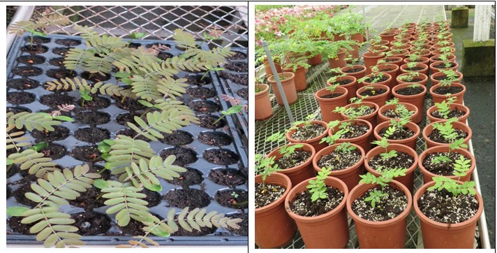 Fig 1. 5 germplasm of cassia were collected in 2019, including Sunshine tree、Desert Cassia、 Pink shower tree、Apple blossom shower. tree、Rainbow shower tree.