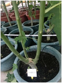 When Semi-lignification period of papaya seedling, removing the top shoots will get the best number of branches.