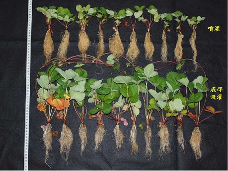 There is no significant difference on strawberry seedling growth condition and disease rate by using different irrigation system. However strawberry runners grow more quickly by using bottom watering.