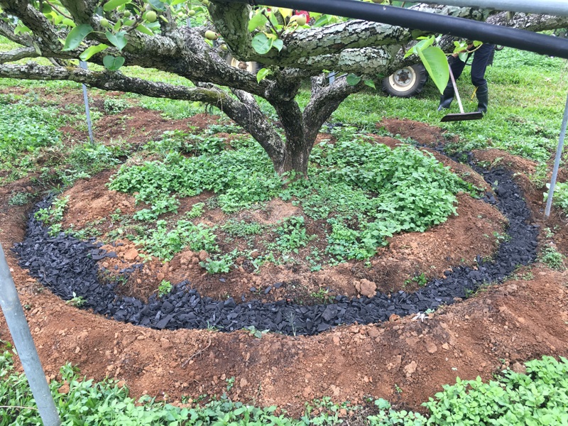 Fig 2. Pear tree biochar application for cultivation test.