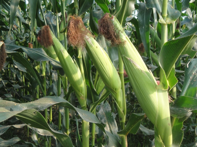 Figure 1. New cultivar of field corn- 'Tainung No7' 