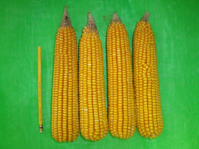 Figure 2. Characteristic of field corn 'Tainung No 7'