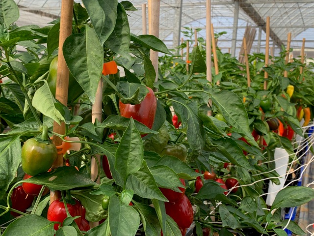Field cultivation of sweet peppers.