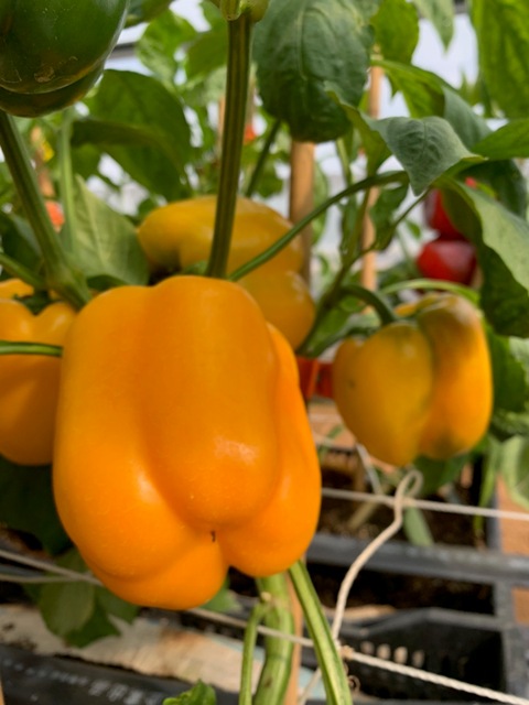 Field cultivation of sweet peppers.