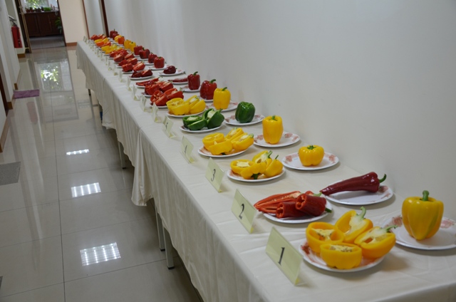 The exhibition of different sweet pepper fruits from different varieties on desk.