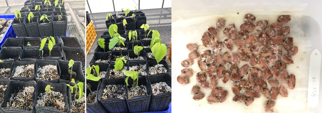 Figure 1. The germination is often inconsistent and the seeds are contaminated by microbial infection when directly seeding or spawn without the clean pulp.