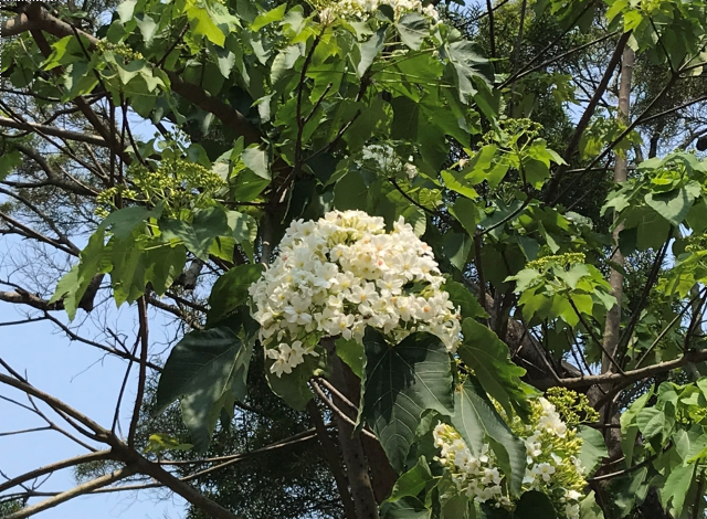 Fig1. A cluster of tung flowers blooming on the tree look like a bridal bouquet.