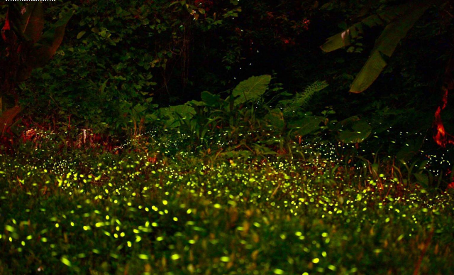Fig3. The firefly season is one of the greatest events of Taichung Mountain Area in spring. (The photo is provided by Pears Homeland Leisure Agricultural Area.)
