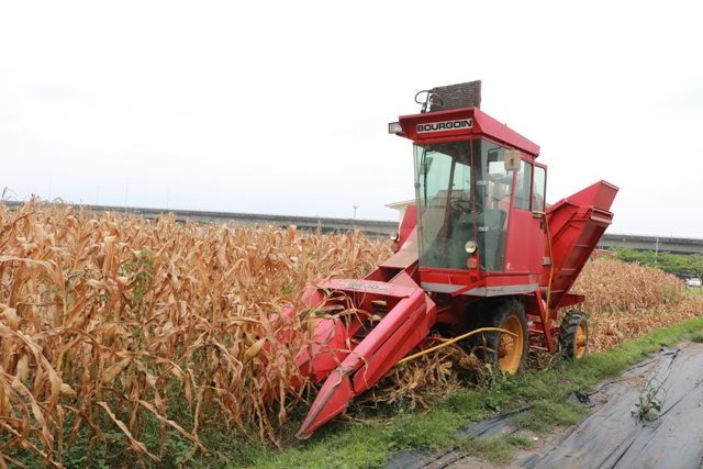 Fig2. The Harvesting of Feed Corn Seed in TSIPS