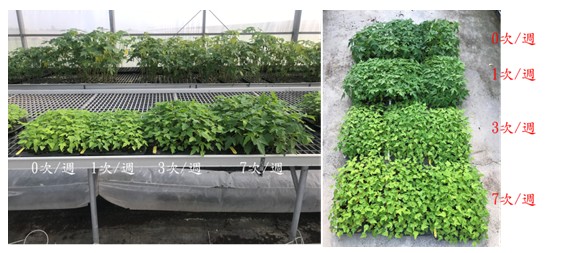 When planting papaya seedlings, the bigger the plug seedling tray, the better. Water supply is better 1-2 times a day. The fertilization is better 3 times a week by 150 times diluted of N-P-K-Mg 15-15-15-4 fertilizer.