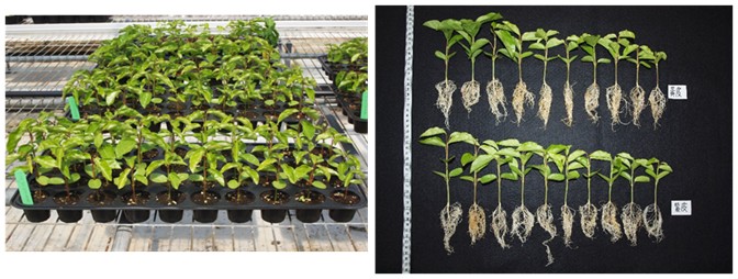 We assessing the survival rate and the growth vigor of passion fruit stock plant. The P. edulis f. flavicarpa as stock plant is the most common variety in Taiwan. Although in our experiment the survival rate of two varieties are both over than 90%, the survival rate and growth vigor of P. edulis are better than P. edulis f. flavicarpa.