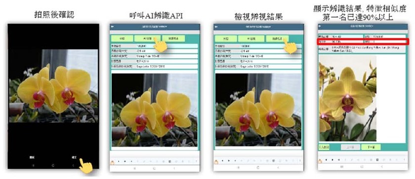 Fig.1.The preliminary identification test of phalaenopsis varieties can reach more than 90%.