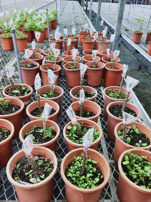 Effect  of  grafting  method on the growth of Rosy Trumpet Tree