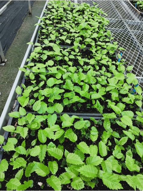 Effect of different treatments on the seed germination rate of Rosy Trumpet Tree