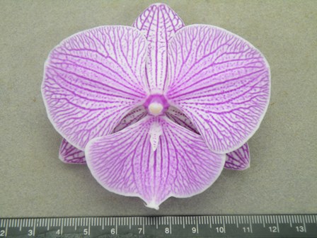 Fig 1. Finished DUS tests report of Phalaenopsis ‘Chi-Yueh Four Peace CYL 10’. (This variety has been granted.)