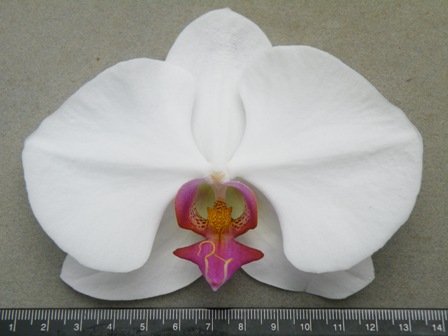Fig 2. Finished DUS tests report of Phalaenopsis ‘Clone Supernova CL909F’ .(This variety has been granted.)