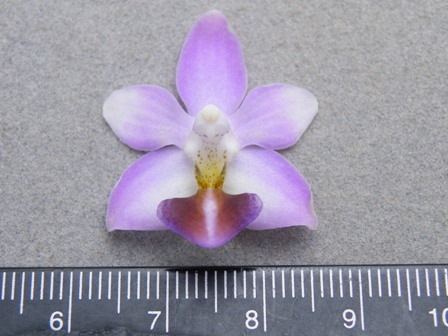 Fig 3. Finished DUS tests report of Phalaenopsis ‘Evarise Blue Angel ER04747’ (This variety has been granted.)