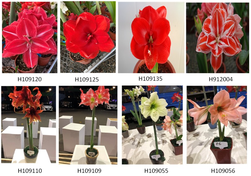 Fig1. 100 flowering progenies of amaryllis have selected and voted 8 potential plants.