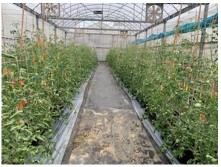 Fig.1. Breeding for disease-resistance in tomato.