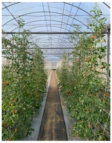 Fig14-2. Selecting for resistance disease of tomato in field.