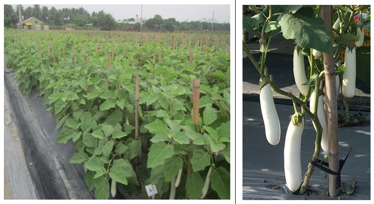 Eggplant test cross A7 field cultivation