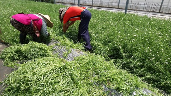 Fig 1. Taiwan seed Improvement and propagation station Seedling screen Chinese herbal medicines with anti-inflammatory activity,  than mass production and establish GAP cultivation models.